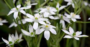 Image result for Ornithogalum