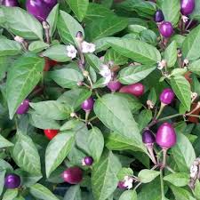 About l.o.c.o. das album von luciano erschien am 23. Loco Chilisamen Bestellen Chili Shop24 De