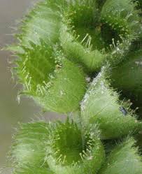 Image result for Acalypha ornata