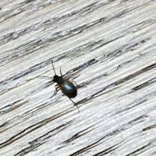 Insecticide de igiena publica pentru a scapa de gandacii de bucatarie, tantari, muste, paduchi, purici. Discutii Si Sfaturi Despre Plante Bolile Si Daunatorii Lor Botanistii