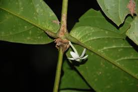 Image result for Belonophora