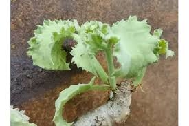 Image result for Cyphostemma jaegeri