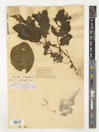 Image result for Rhynchosia orthobotrya