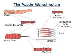 Ever Wondered What Makes The Muscle Contract And Relax While Working Out Get To Know The Fact About What Ha Fitness Motivation Quotes Muscle Weight Training