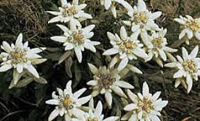 Edelweiss Edelweiss Alpenblumen Weisse Blumen