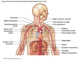 The tunicae intima, media, and externa. Pearson Education Brachial Arteries