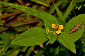 Image result for Sclerocarpus africanus