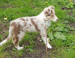 Hailey Chocolate Merle Border Collie Animal Smile Cute Dog Memes Cute Cats And Dogs