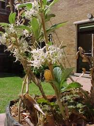 Image result for Pavetta sp. A