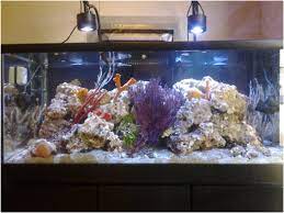 Igbos are evil and not kayode. Live Rock Tampa Bay Saltwater Aquacultured Live Rock Testimonials
