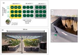 Image result for Rauvolfia mombasiana