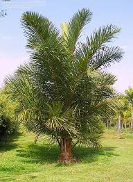 Image result for Raphia farinifera