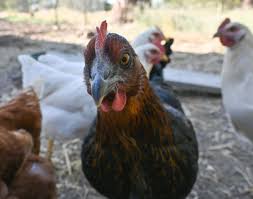 How much protection from the cold does my chicken coop need? Ask an expert  - oregonlive.com