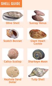 Some Common Shells Found On Gulf Countys Beaches Sea