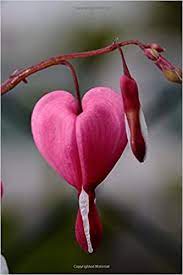 Bleeding hearts always come out at the same time as lilacs so i always snip a few and arrange them together. Pink Heart Shaped Flower Journal 150 Page Lined Notebook Diary Creations Cs 9781539467809 Amazon Com Books
