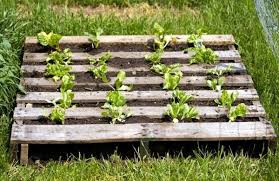 Europaletten Im Garten Verwenden 25 Thematische Wohnideen Fur Sie Paletten Garten Palettengarten Pflanzen