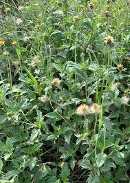 Image result for Tridax