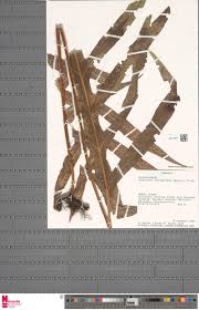 Image result for Globimetula anguliflora