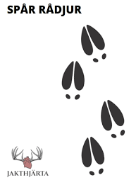 Maybe you would like to learn more about one of these? Https Xn Jakthjrta 02a Se Radjur