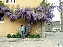 Glycine Seculaire Saint Loup Sur Thouet Deux Sevres Pergola Canopy Wisteria Pergola