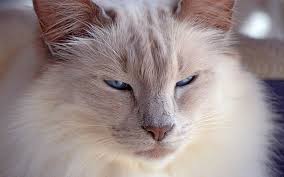 I love cats but unfortunately i have become allergic to them. A Complete Guide To Balinese Cats The Long Haired Siamese Relative