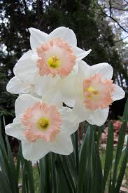 Mon Cherie Daffodil My Favorite Daffodils Bulb Flowers Flowers