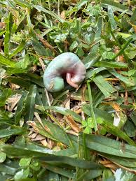 Possibly an unborn bug? (bug fetus?) : r/whatisthisbug
