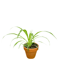 Image result for Chlorophytum