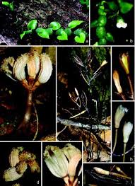 Image result for Cheirostylis