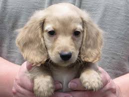 With the option to have your new puppy shipped, owning a. English Cream Dachshund Puppies Petsidi