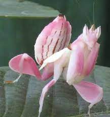 Clever Praying Mantis Disguised As An Orchid That Insectoid Flower Or Floral Insect Is An Orchid Mantis Hyme Praying Mantis Orchid Mantis Animals Beautiful