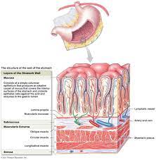 Digestive System Gastrointestinal System Anatomy Cell Diagram