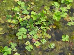 Image result for Marsilea villifolia