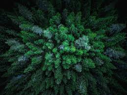 Use Needles To Identify Coniferous Trees