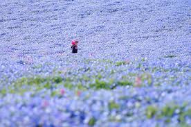 Find the perfect baby blue eyes flower stock photo. 4 5 Million Baby Blue Eyes In Hitachi Seaside Park In Japan Bored Panda