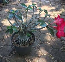 Bunga kamboja jepang atau adenium memiliki kekhasan tersendiri yang sangat mencuri perhatian masyarakat. Jual Jual Bunga Kamboja Jepang Bonsai Di Lapak Lelyy Ran Bukalapak