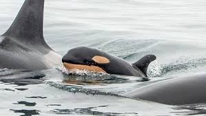 Orca populations and communities consist of pods. Newborn Baby Orca Spotted Swimming With J Pod Cbc News