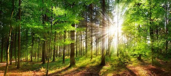 Most popular royalty-free nature images and nature photography collections | Adobe Stock