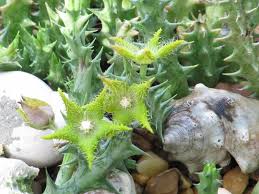 Image result for Orbea dummeri