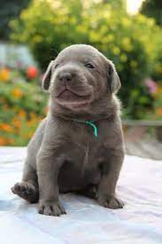 Find silver lab in dogs & puppies for rehoming | find dogs and puppies locally for sale or adoption in canada : Silver English Lab Puppies For Sale Off 72 Www Usushimd Com