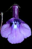 Image result for Streptocarpus glandulosissimus