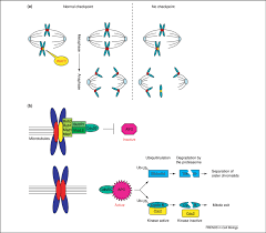 At the end of prometaphase, the centrosomes have aligned at opposite ends, or poles of the cell and chromosomes are being moved toward the center of the cell. The Spindle Or Metaphase Checkpoint A The Checkpoint Monitors Download Scientific Diagram