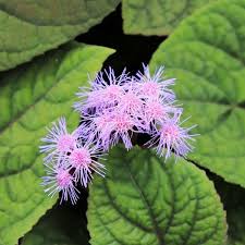 Image result for Bartlettina