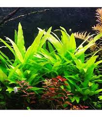 Image result for Hygrophila uliginosa