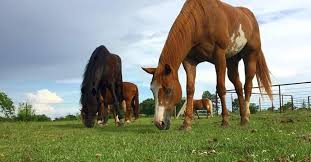 Angels Grove Ranch and Horse Rescue