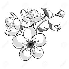 / dibujo de una parte de un árbol de cerezas, hecho con plumas negra y roja. Blooming Cherry Sakura Branch With Flower Buds Black And White Royalty Free Cliparts Vectors And Stock Illustration Image 103480235