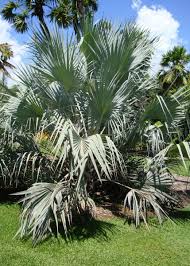 Image result for Hyphaene