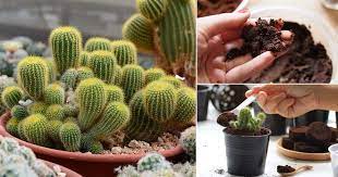 The christmas cactus doesn't need fertilizer while it is blooming. Best Fertilizer For Cactus How Often To Fertilize Cactus