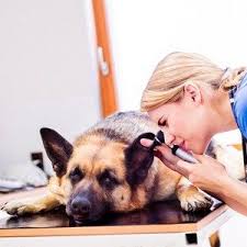 5 Home Remedies For Your Dog S Ear Infection Home Remedy Centre Dogs Ears Infection Natural Cough Remedies Ear Infection Home Remedies