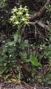 Image result for Bonatea antennifera